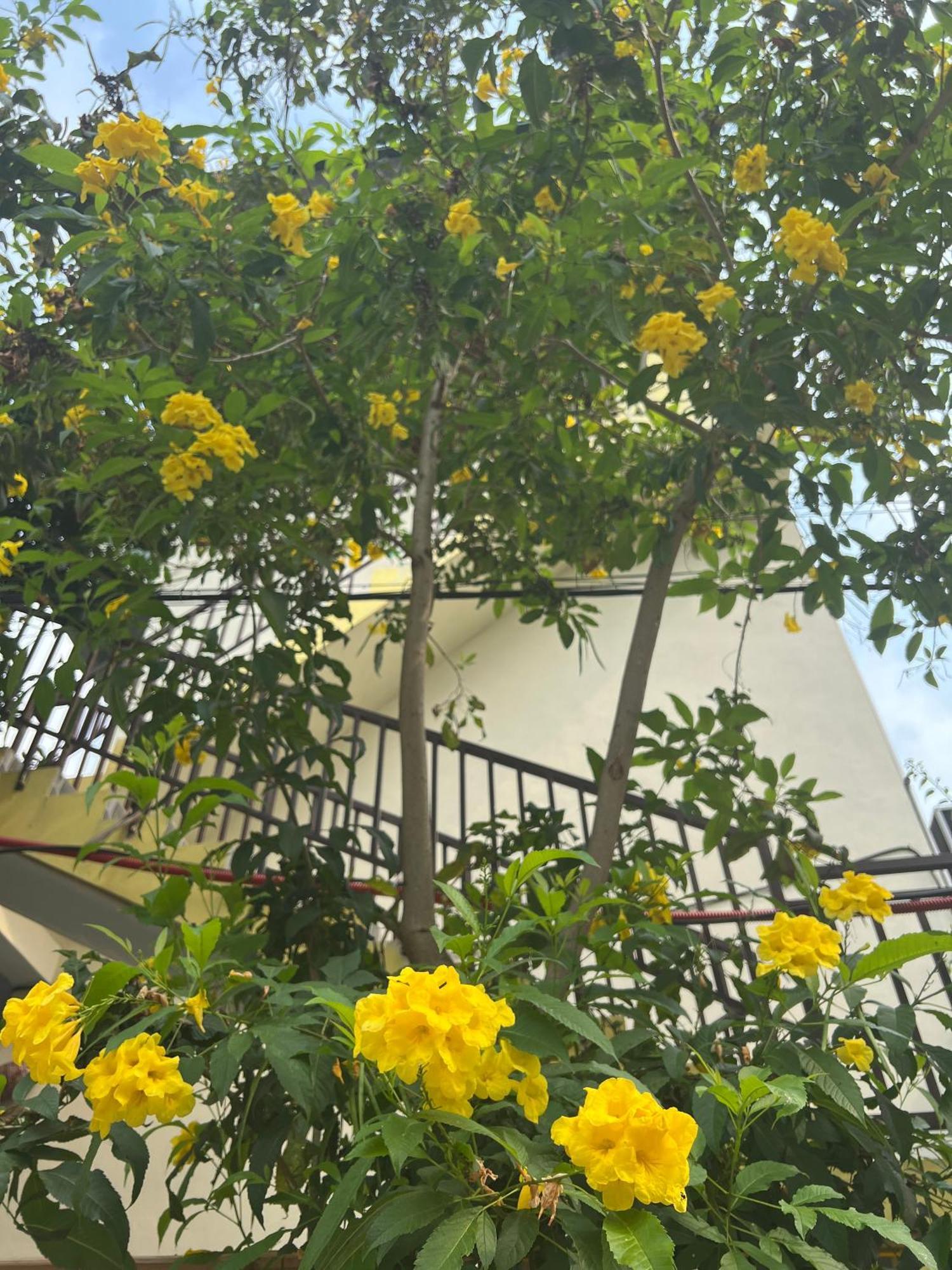 गेस्ट हाउस Hakuna Matata *